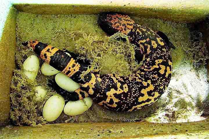 “A grande maioria das mordidas causa inchaço e sangramento local. Acho que este caso destaca que qualquer animal venenoso deve ser respeitado”, declarou na ocasião a Nick Brandehoff. à rede CBS.
