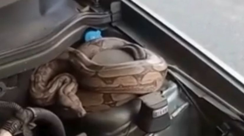 Os bombeiros encontraram dificuldades para capturar a cobra por conta da presença das pessoas ali presentes.