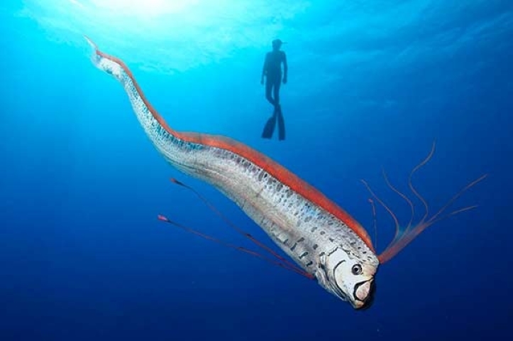 Para a crença popular, como a espécie habita em águas profundas e as ondas sísmicas são mais fortes em profundidades maiores, os peixes-remo seriam os primeiros a sentir tremores de um terremoto.