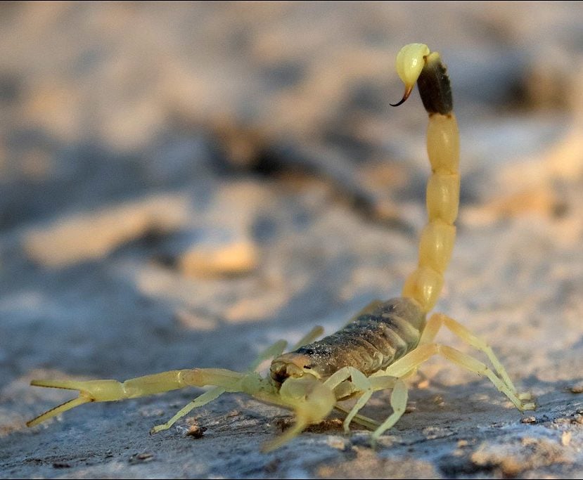 Este escorpião também é conhecido como deathstalker (perseguidor da morte, em tradução livre) e seu veneno contém diferentes neurotoxinas, incluindo a clorotoxina, que tem potencial para ser usada em diversos avanços médicos.