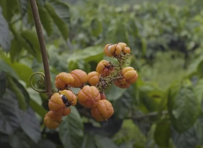 A origem do guaraná remonta à tradição indígena. Afinal, o fruto é consumido pelos povos nativos da Amazônia há séculos, sendo utilizado principalmente pelas tribos Sateré-Mawé.