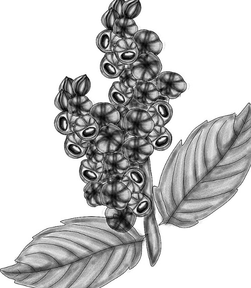 O guaraná também tem uma rica composição nutricional. Ele é uma excelente fonte de ácidos tânicos, que têm propriedades antioxidantes, além de ser rico em alcaloides como a teofilina e a teobromina, substâncias que contribuem para suas qualidades estimulantes e diuréticas.