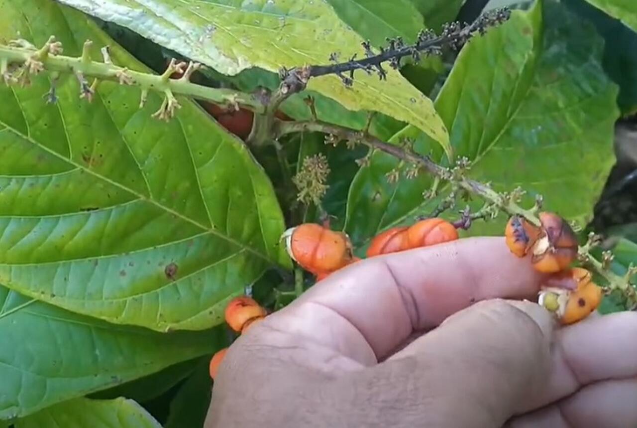 O guaranazeiro - planta que dá origem ao fruto - é um cipó que, na sua forma selvagem, pode atingir até 13 metros de altura, subindo nas árvores. Quando cultivado, torna-se um arbusto.