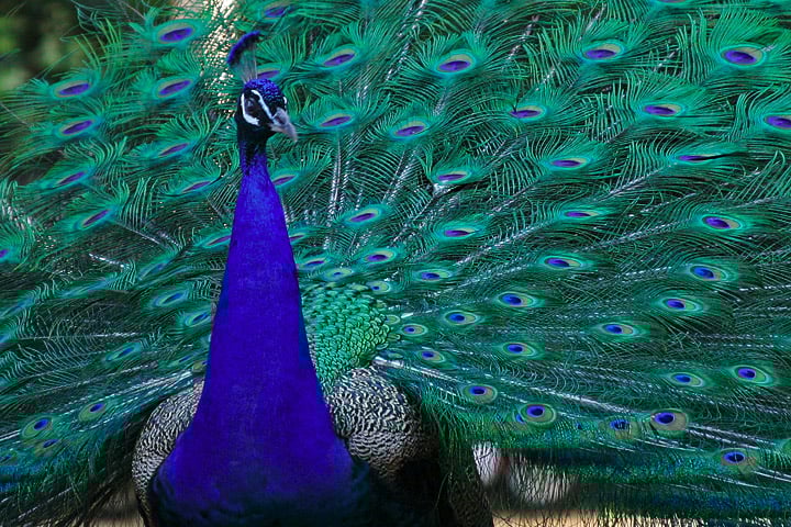 Dono de uma plumagem exuberante e de cores intensas, o Pavão é um dos animais mais bonitos do mundo, visto que traz penas multicoloridas e em tons de branco, azul, verde, dourado ou negro. O Flipar, então, traz as características desta ave, que chama a atenção, inclusive, de obras artísticas.