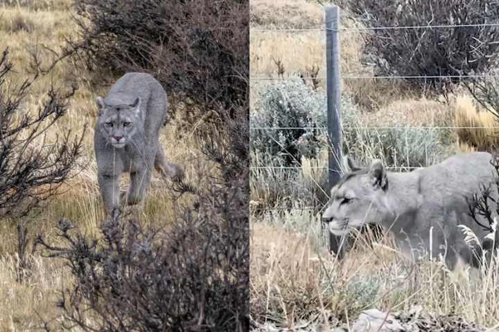 Em uma postagem no Instagram, o fotógrafo contou que Escarcha desceu uma pequena elevação e foi se aproximando devagar da cerca. Um guia orientou o grupo a ficar imóvel enquanto observavam a cena.