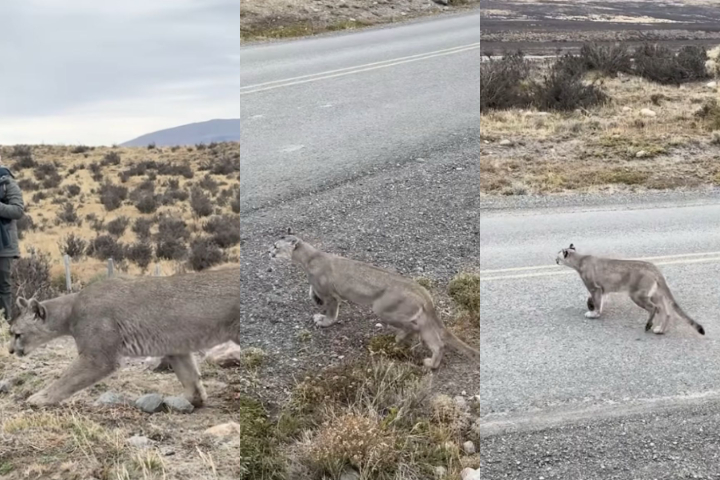 Apesar do encontro ter durado cerca de um minuto, Marcello descreveu a experiência como muito intensa: “Depois do maior minuto da minha vida, ela saiu correndo em posição de caça e se embrenhou na mata do outro lado da estrada.