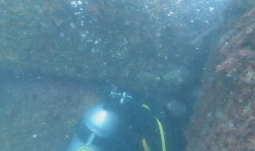 Recomenda-se retirar as colônias de forma integral,  pois qualquer tecido remanescente tem a capacidade de regeneração.Fragmentos minúsculos podem dar origem a novos pólipos. 