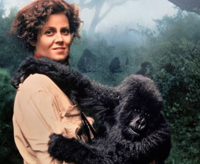 Os gorilas da montanha são uma espécie que inspirou o filme Nas montanhas dos gorilas, estrelado por Sigouney Weaver, em 1988.  