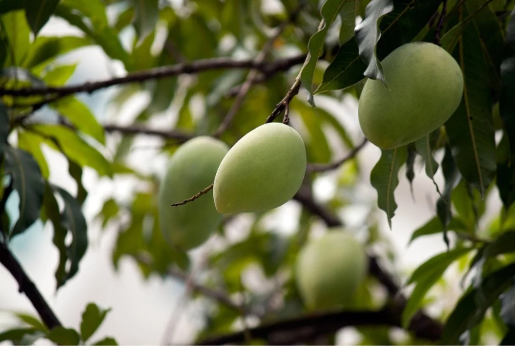 Em algumas culturas, a manga é associada à fertilidade, amor e prazer. Nesse sentido, é uma fruta muito popular no Brasil, com produção relevante e diversos usos na culinária.
