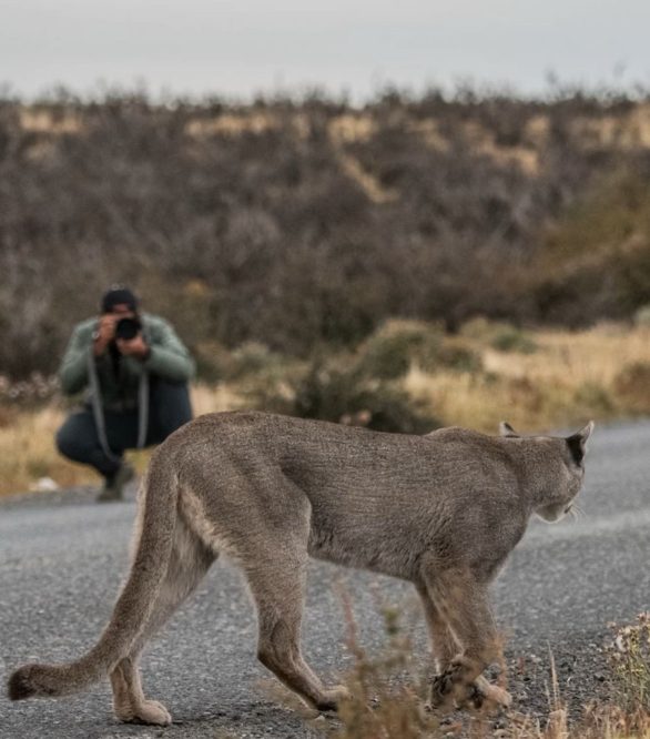 Apesar da proximidade, biólogos explicam que esses felinos não representam perigo para humanos na Patagônia, pois sua dieta é baseada em guanacos (parentes das lhamas).