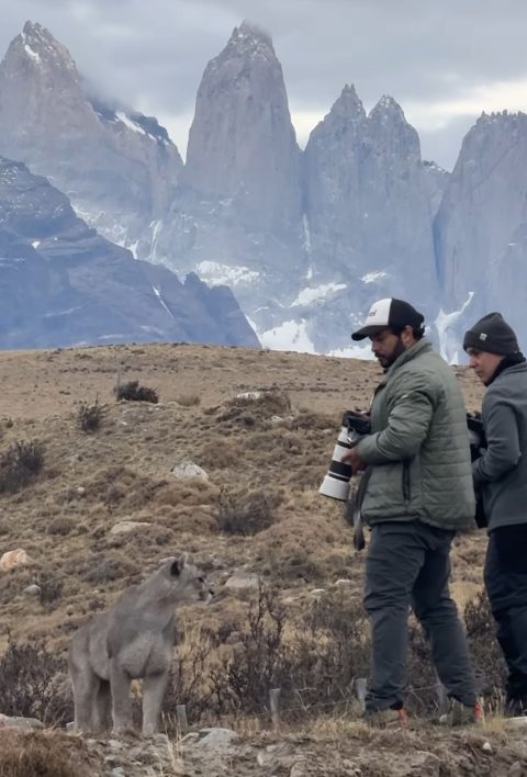 Enquanto tirava fotos, Marcello foi surpreendido com a chegada de uma fêmea chamada Escarcha, que ficou a menos de um metro de distância dele.