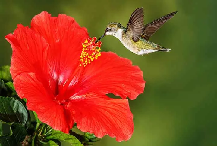 Os beija-flores são atraídos pelo hibisco devido às suas flores grandes, coloridas e tubulares, que oferecem abundância de néctar. Seu formato facilita o acesso para os bicos longos dessas aves, tornando-se uma fonte energética ideal.