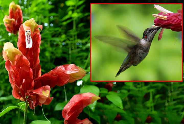 A camarão-vermelho chama a atenção por suas brácteas pendentes e coloridas, além de oferecer néctar em grande quantidade. As flores tubulares são perfeitamente adaptadas ao bico dos beija-flores.