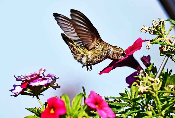 A petúnia atrai beija-flores por suas cores vibrantes e néctar acessível. Suas flores abertas permitem uma alimentação rápida e eficiente para as aves.
