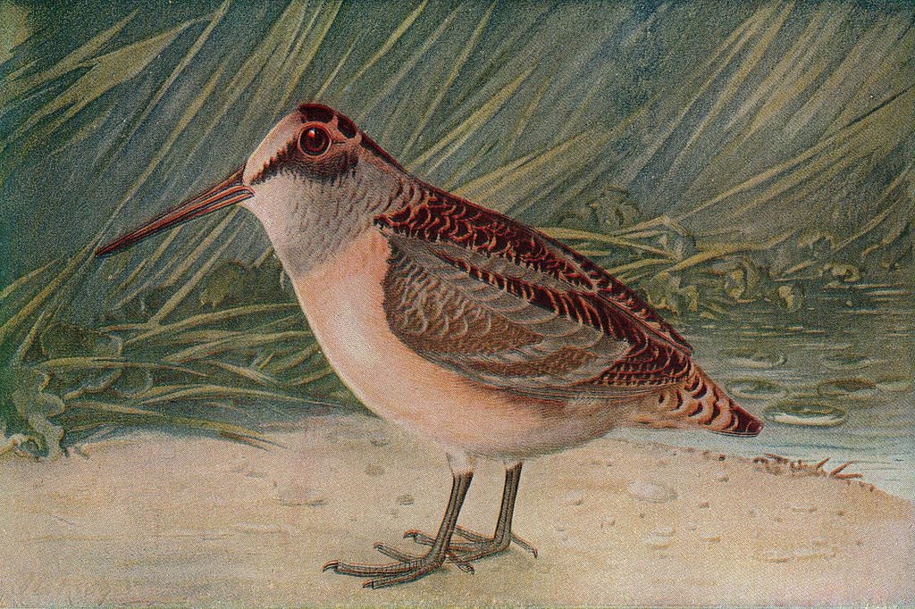 Gosta de áreas arborizadas, tem um bico de 5 a 7 cm, que usa pra buscar minhocas (que são o principal alimento da espécie) 