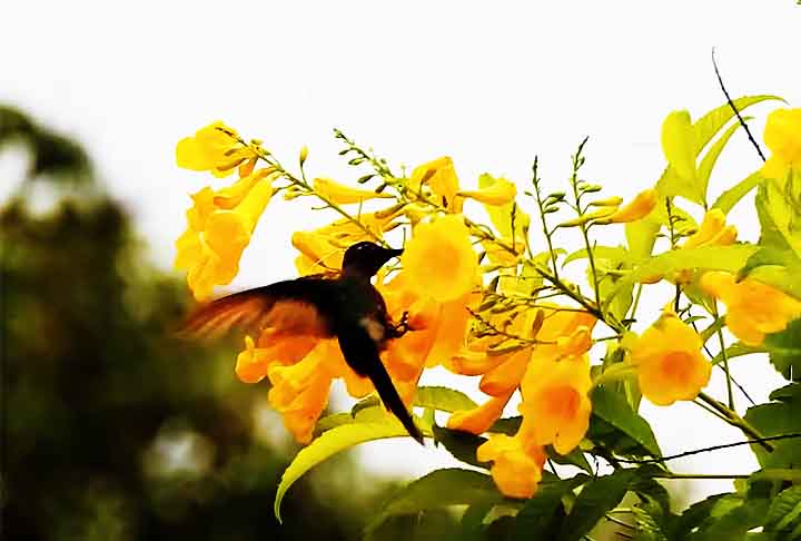 O ipê-de-jardim destaca-se por suas flores amarelas e tubulares, que acumulam néctar em grande quantidade. Sua coloração viva é um atrativo visual irresistível para os beija-flores.
