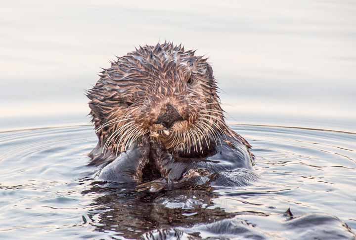 Essa alteração súbita da coloração das águas fluviais da região poderia, inclusive, afetar não apenas os animais selvagens, mas também pessoas que vivem em comunidades ribeirinhas. 