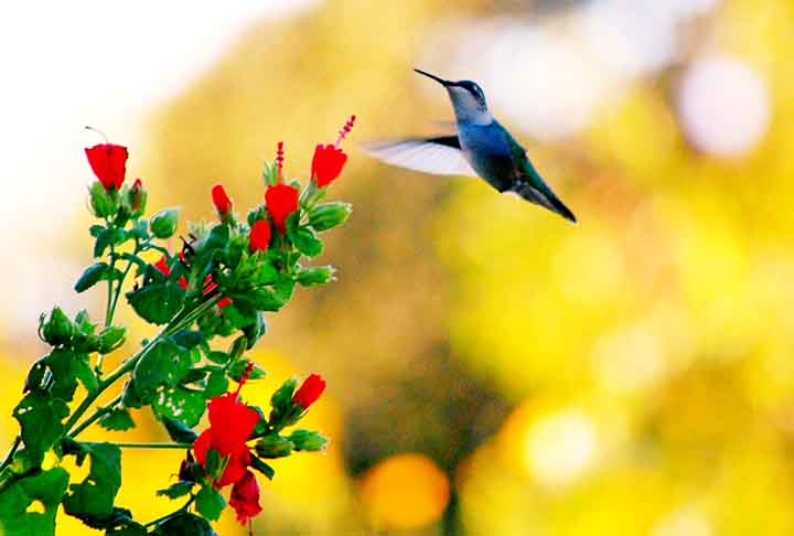 O malvavisco mantém suas flores parcialmente fechadas, protegendo o néctar e atraindo beija-flores com bicos longos. Sua coloração vermelha também é um atrativo natural.