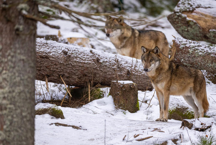 As alcateias cooperam na caça, na criação dos filhotes e na defesa do território.