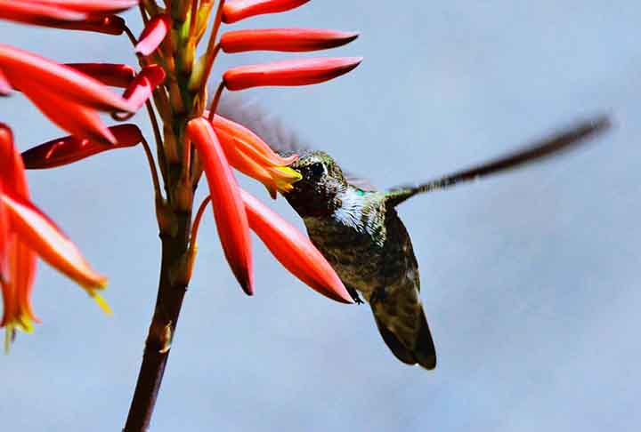 Acesso facilitado: Flores tubulares têm formato que facilita o acesso ao néctar com seus bicos longos. Flores pendentes ou que permitem pouso facilitam a alimentação.