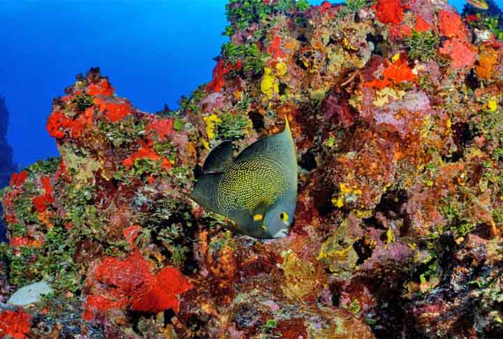 Veja os animais que, além da tartaruga,  são considerados os mais lentos do mundo.