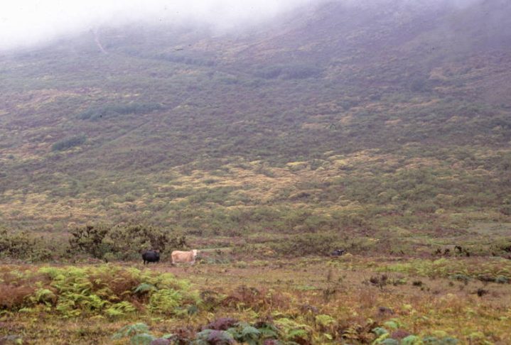 O gado desenvolveu uma organização social complexa, com comportamentos selvagens, auxiliados por mutações genéticas herdadas dos animais originais.