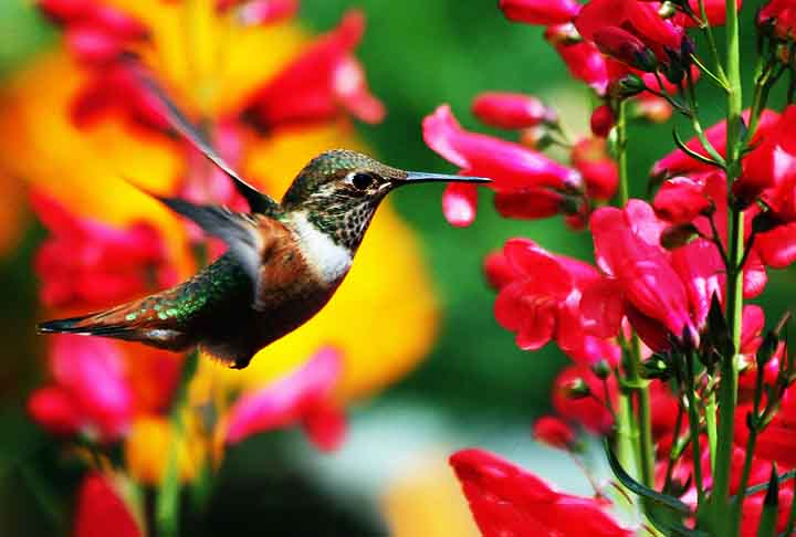 Cores vivas (vermelho, laranja, amarelo): Beija-flores têm preferência por cores brilhantes que contrastam com o ambiente.
