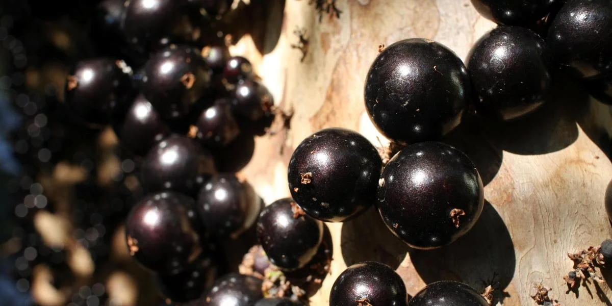 Cientistas da Universidade Estadual de Campinas e da Universidade de Cádiz, na Espanha, divulgaram numa revista científica um novo método para extrair compostos químicos de alto valor das cascas da jabuticaba. Trata-se da antocianina, um antioxidante que faz bem e pode ser usado como corante natural. O processo tem alta purificação (90%).