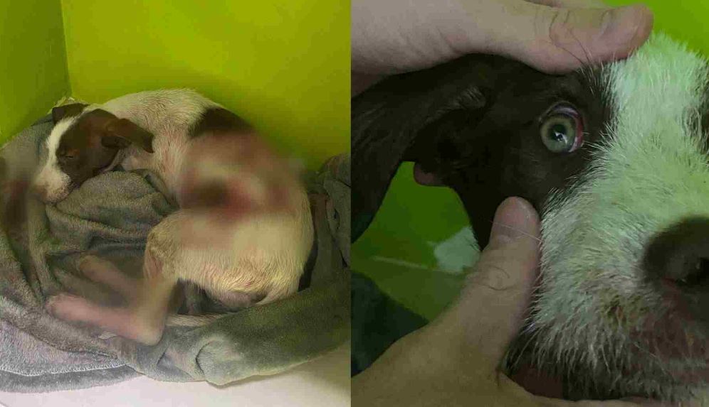 O outro incidente aconteceu também em Goiás, na cidade de Nova Lima. Um cão invadiu uma oficina e atacou 4 crianças que brincavam com um cachorro doméstico.