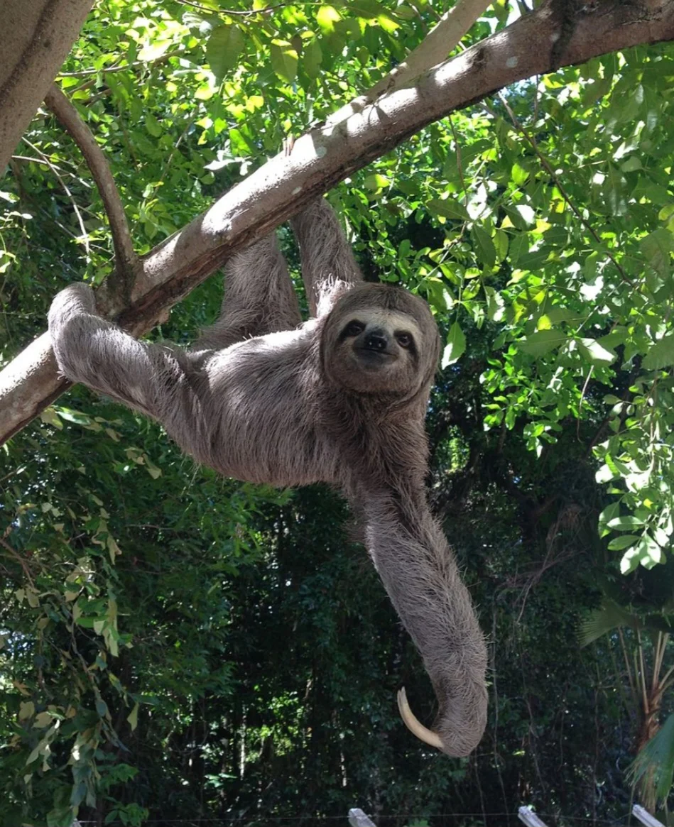 Bicho-preguiça- Esse mamífero tem 6 espécies conhecidas no mundo, com uma velocidade média de 0,20 km/h.