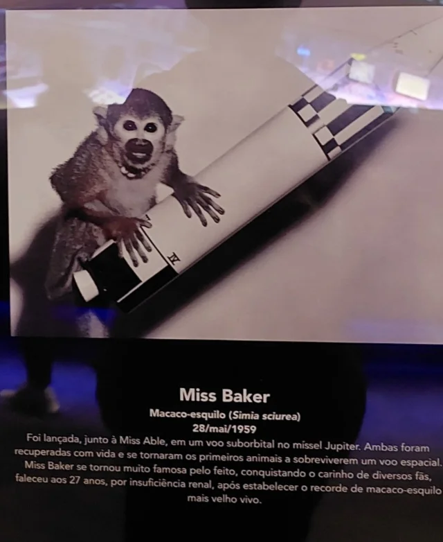 O visitante dispõe de informações e fotos de eventos marcantes da corrida espacial, como o envio dos primeiros animais ao espaço.