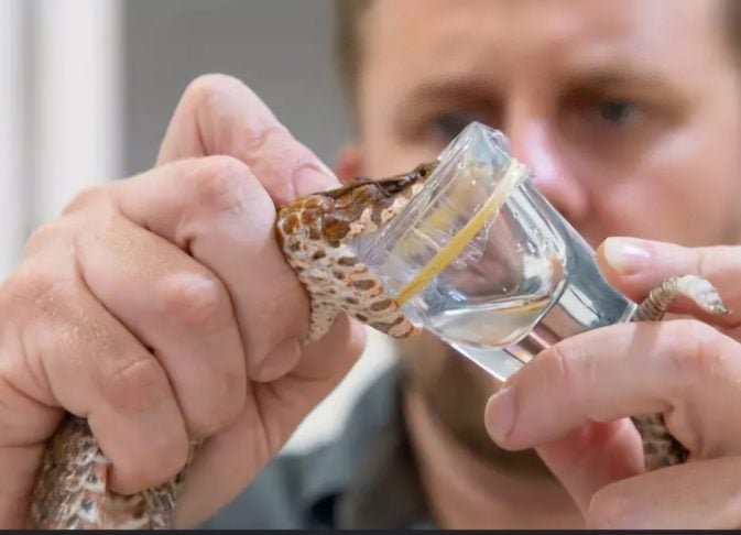 A descoberta dessa mutação rara ocorreu durante a  extração de veneno, uma ação que faz parte do programa de produção de antídotos. As 3 presas ampliam o poder de envenenamento.