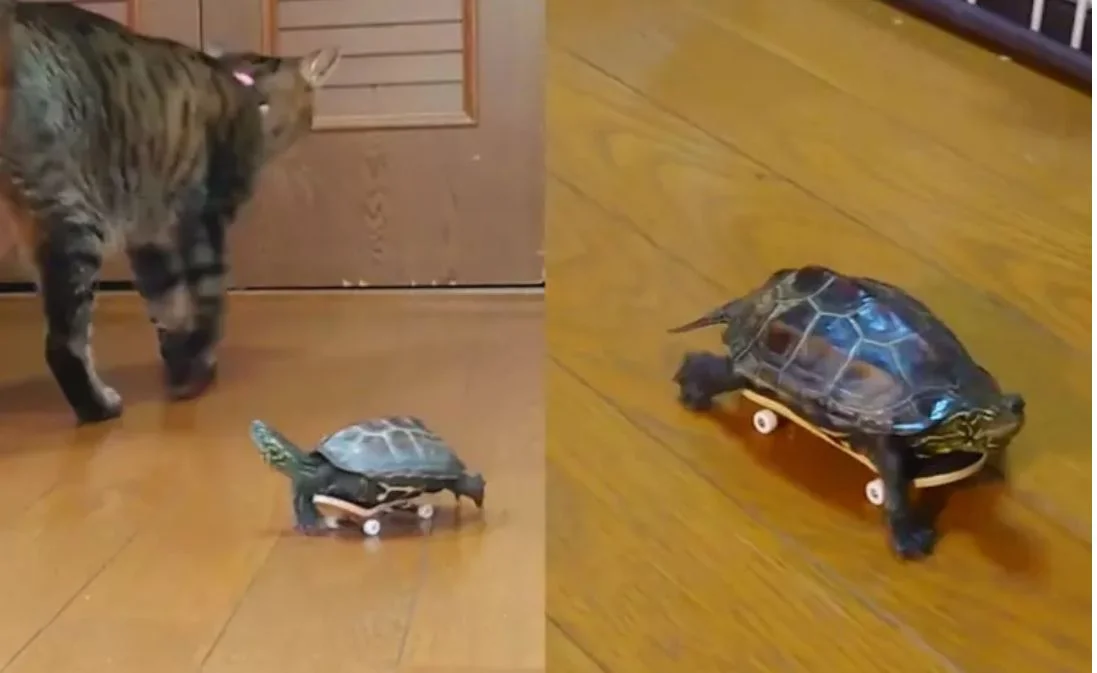 A tartaruga parece ter gostado do 'brinquedo' e demonstrou uma curiosa habilidade para deslizar pela casa . O tutor postou o vídeo e conseguiu rapidamente mais de 50 milhões de visualizações. Agora sei por que tartaruga é um bicho tão lento, brincou um internauta, insinuando que ela precisa de rodinhas