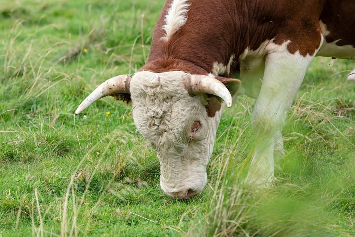 A pesquisa refutou a hipótese de nanismo insular, mostrando que os animais já eram naturalmente pequenos, e identificou genes ligados ao sistema nervoso como fundamentais na adaptação comportamental e social da espécie.