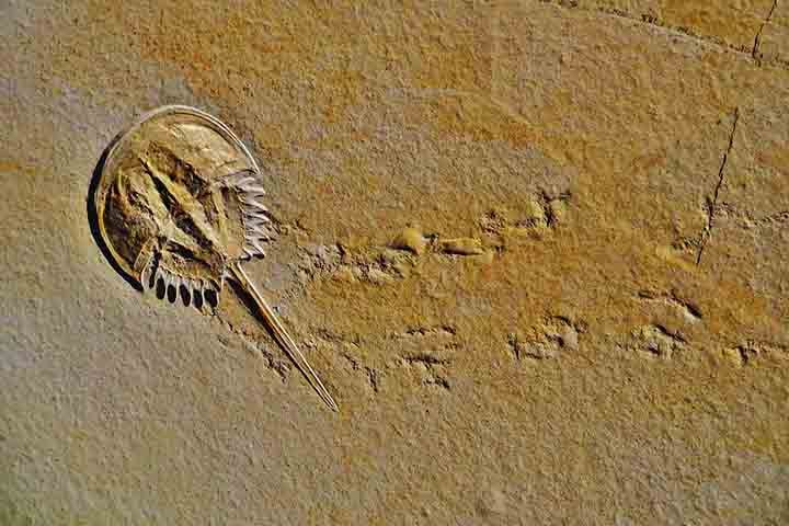 Esses animais são conhecidos por sua incrível capacidade de sobrevivência, tendo superado eventos catastróficos como a extinção do Permiano-Triássico, que exterminou cerca de 96% das espécies marinhas há 252 milhões de anos. 