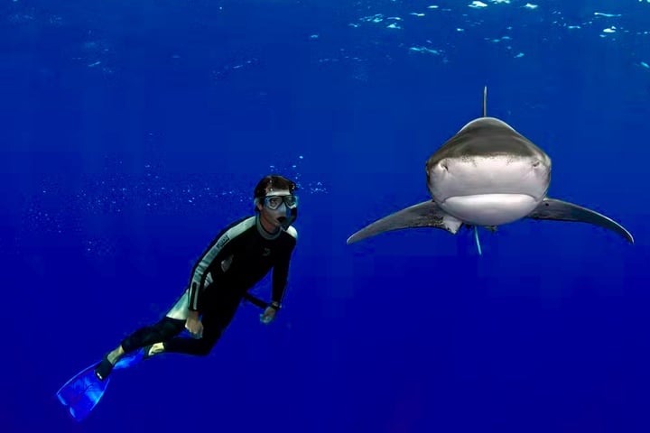 Enquanto muita gente ficaria apavorada se chegasse perto de um tubarão, um fotógrafo brasileiro é conhecido justamente por registrar encontros fascinantes com esses animais.  