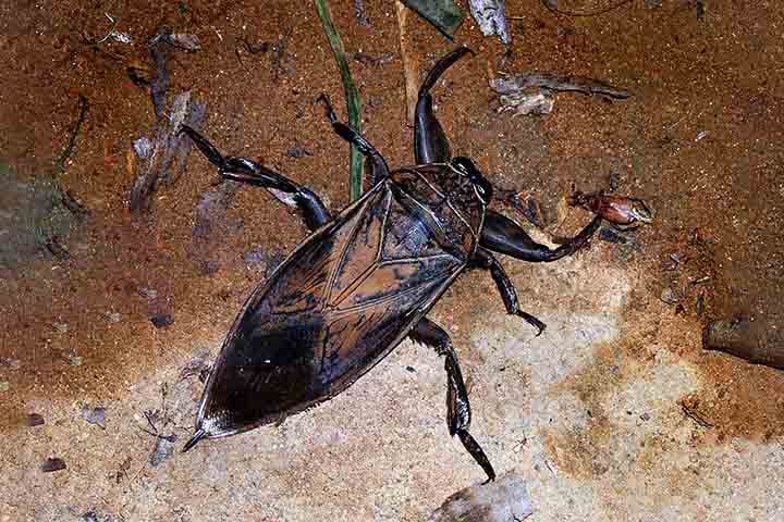 As baratas d'água habitam principalmente lagos, rios e pântanos de águas calmas em regiões tropicais e subtropicais — especialmente na América do Norte, América Central, América do Sul, Sudeste Asiático e parte da Austrália.