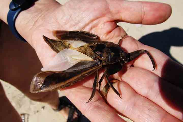 As espécies Lethocerus grandis e Lethocerus maximus são as maiores do grupo e podem medir até 12 centímetros – quase do tamanho da palma de uma mão!