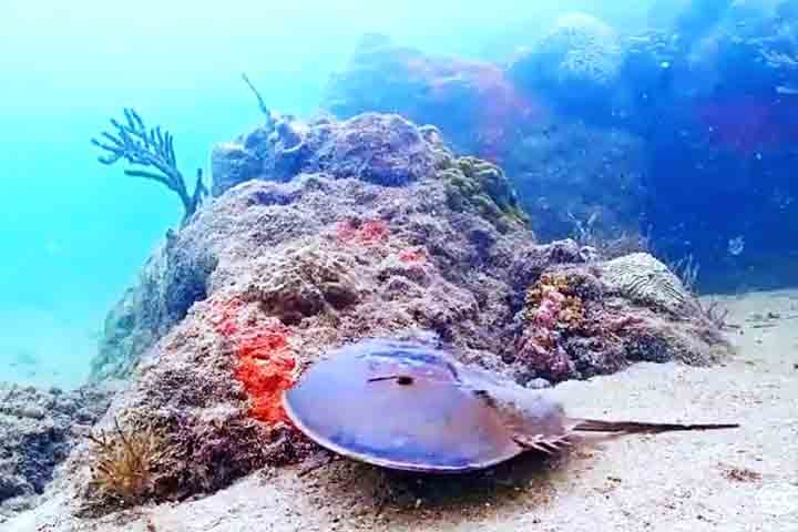 A preservação dos caranguejos-ferradura é fundamental não apenas para a manutenção da biodiversidade marinha, mas também para garantir o desenvolvimento de medicamentos seguros e eficazes. 