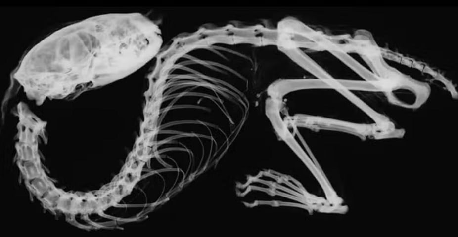 Por meio de análises de raios-X e datação por radiocarbono, os cientistas determinaram que o animal viveu entre os séculos 11 e 12.