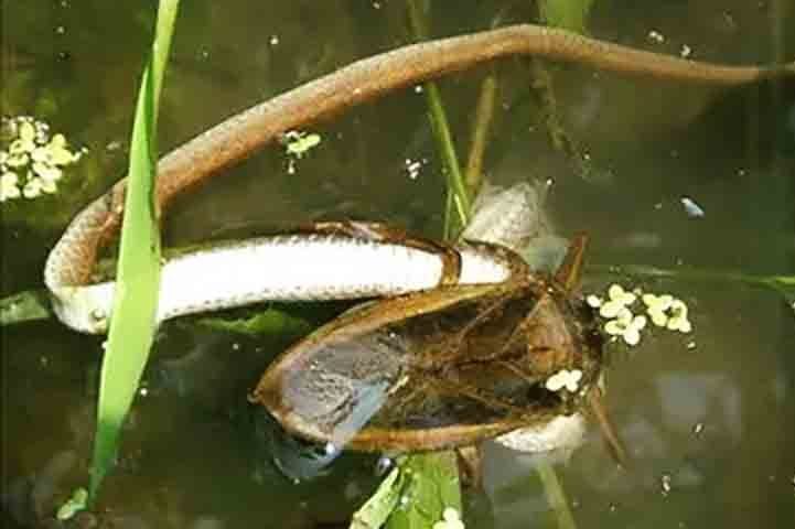 Segundo os cientistas, o cardápio desse predador inclui até patos, além de peixes, sapos, cobras(!) e tartarugas.