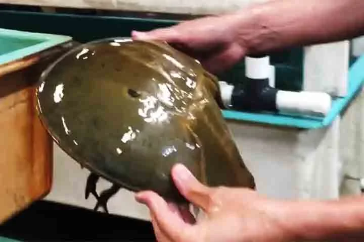 Essa característica permite a produção do Lisado de Amebócitos de Limulus (LAL), essencial na detecção de endotoxinas bacterianas em vacinas e equipamentos médicos. 