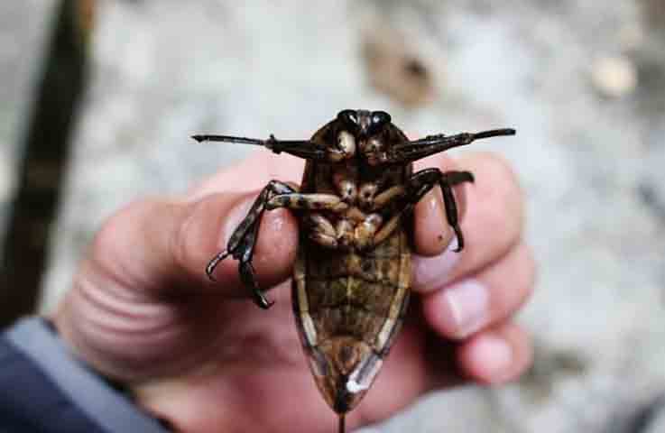 O veneno injetado não é letal, mas o ferimento pode causar inchaço, dor intensa e, em alguns casos, reações alérgicas.