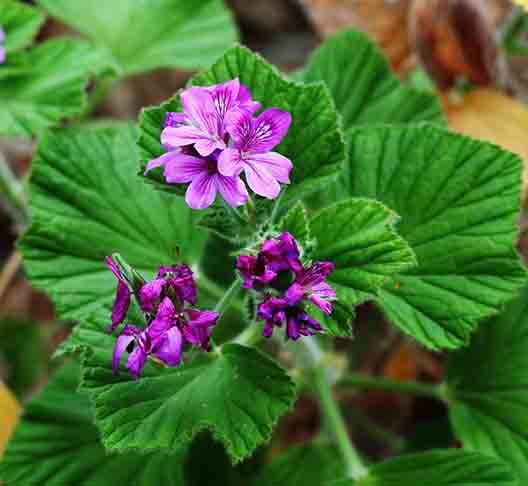 Mais do que isolamento, o local é um espaço de conexão com a natureza, simplicidade e uma comunidade que realmente cuida uns dos outros, segundo a visão de Kelly.