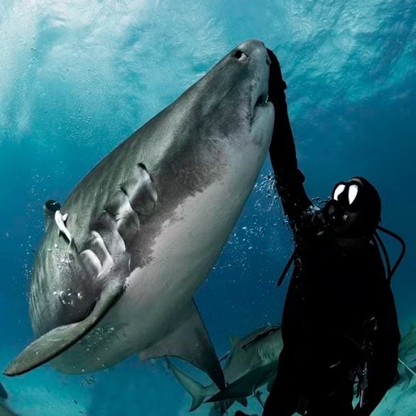 Se você correr ou começar a se debater, o tubarão também vai atacar. Tudo depende da forma como você se posiciona. Ele é um animal territorialista, se a pessoa se impõe como um alfa, é provável que o tubarão recue, com medo, detalha o fotógrafo.