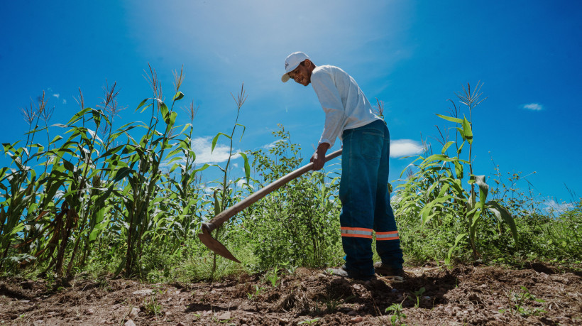 Agricultura familiar ganha reforço: 195 técnicos são convocados no Ceará