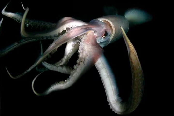 Essas lulas podem chegar a ter dois metros de comprimento e são conhecidas por tentar puxar mergulhadores para as profundezas.