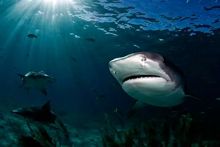 Suas fotos, capturadas com lentes fish-eye, exigem aproximação extrema dos animais para registrar suas cores reais, devido às limitações da luz debaixo d'água. 