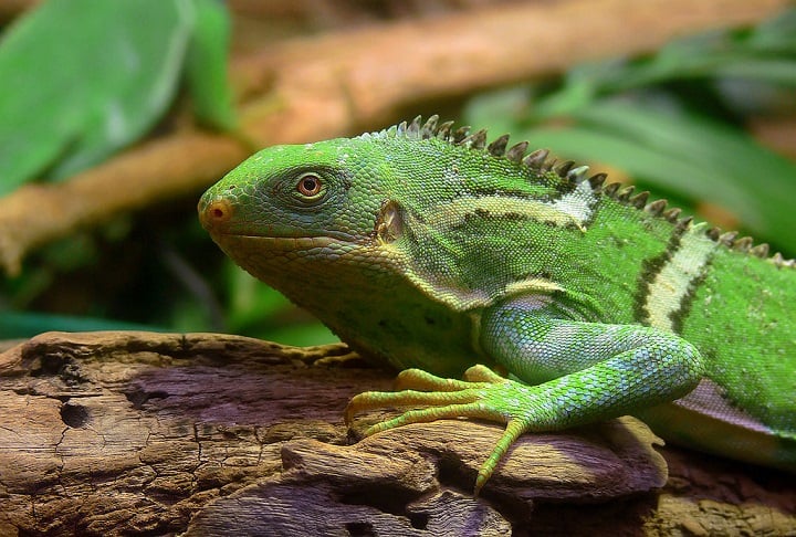 As iguanas de Fiji são conhecidas por sua coloração vibrante, que ajudam na camuflagem entre a vegetação tropical. 