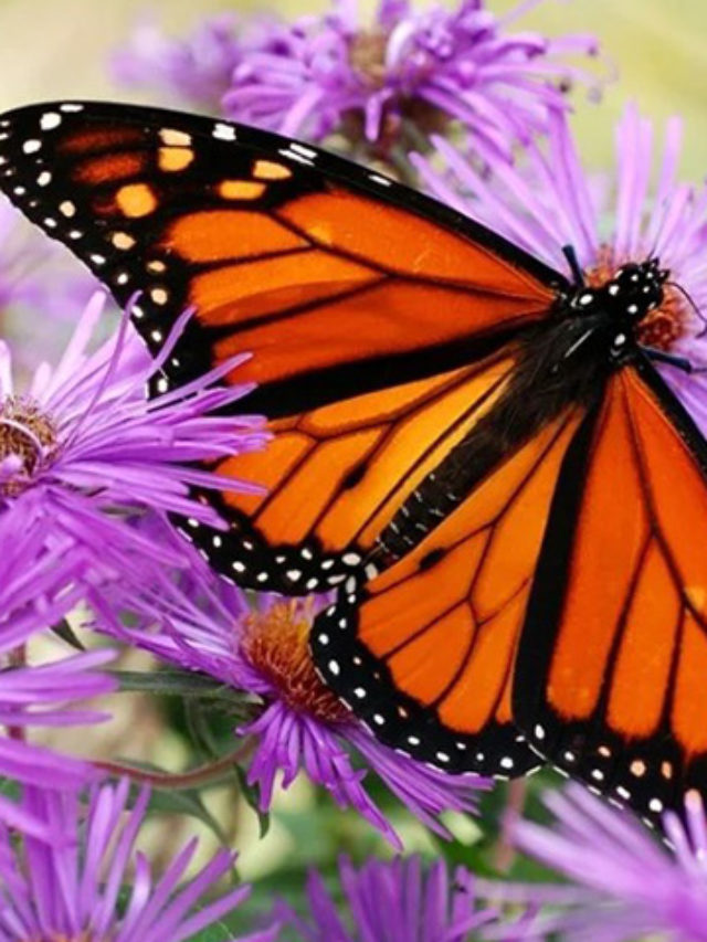 É famosa por suas migrações de milhares de quilômetros entre os EUA e o México. Vive em campos e florestas, alimentando-se de néctar. Sua vida média varia de algumas semanas a 8 meses.